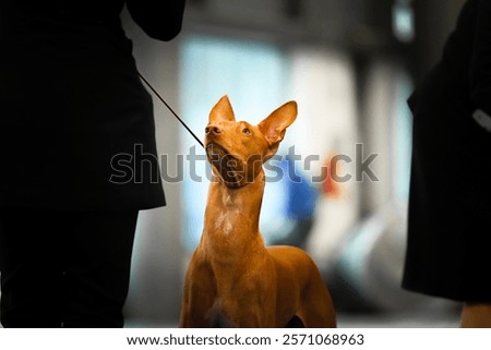 Pharaoh Hound in Deep Connection with Handler