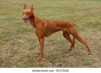 Pharaoh Hound/ Pharaoh Dog