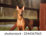 Pharaoh hound dog portrait majestic