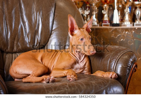 Pharaoh hound front\
view on  wall\
background
