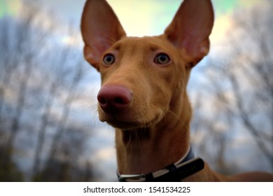 Pharaoh Hound On A Walk