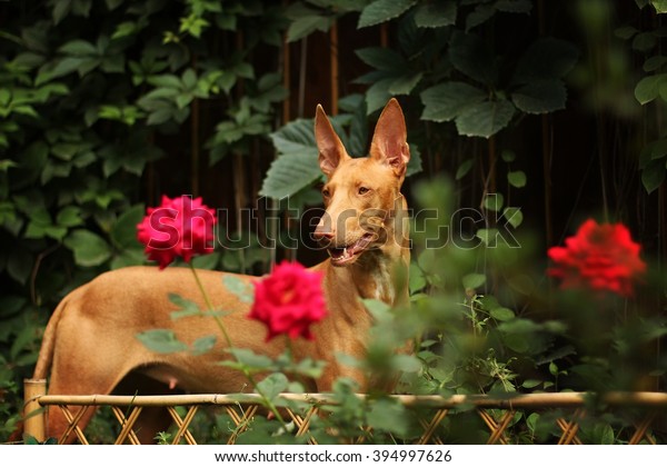 Pharaoh\
hound walking in the garden among the\
flowers