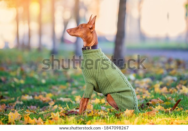 Pharaoh\'s dog sits in autumn park in profile in\
knitted warm green\
sweater