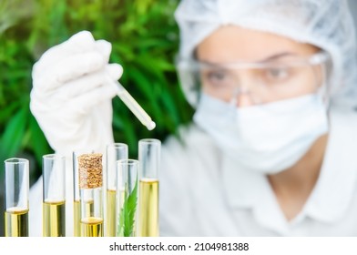 Pharmaceutical cannabis laboratory, CBD oil in test tubes and woman scientist testing it with dropper