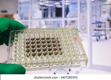 In The Pharmacological Laboratory. Study Drugs On Cytotoxicity.