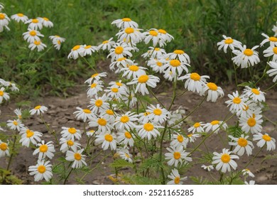 Pharmacy chamomile in gardening. Blooming daisy. Medicine flowers in glade. Cottage garden. - Powered by Shutterstock