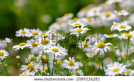 Pharmacy chamomile, or medicinal chamomile, or stripped chamomile in green background