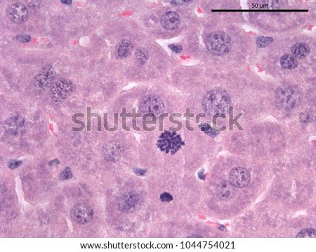 phase mitosis prometaphase one liver cell stock photo edit now