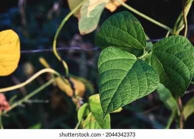 Phaseolus Coccineus Runner Bean Plant Green Leaf 