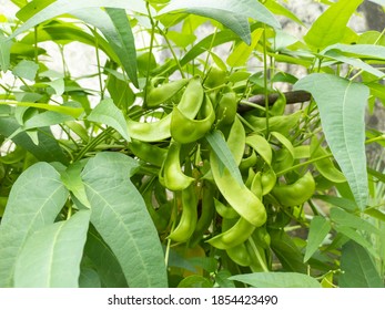 Phaseolus Lunatus, Lima Bean, Butter Bean, Sieva Bean, Or Madagascar Bean, Is A Legume Grown For Its Edible Seeds Or Beans.