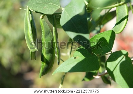 Phaseolus lunatus on the vine. Images lima bean.