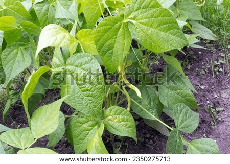 Phaseolus vulgaris, the common bean, is a herbaceous annual plant grown worldwide for its edible dry seeds or green, unripe pods. Its leaf is also occasionally used as a vegetable.