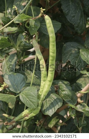 Phaseolus vulgaris on tree in farm for harvest are cash crops