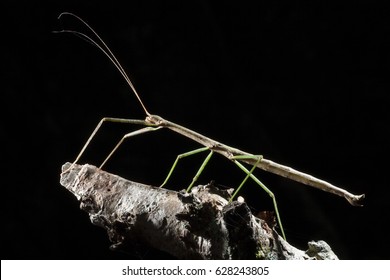 Phasmatodea