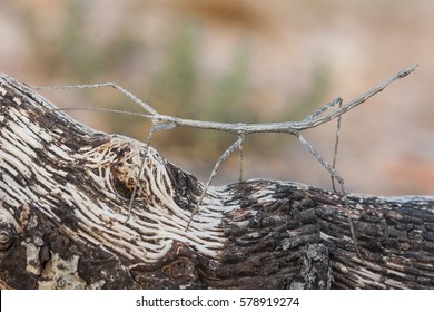 A Phasmatodea (also known as Phasmida or Phasmatoptera) known as stick insects, stick-bugs or walking sticks (in the United States), phasmids, ghost insects and leaf insects; walking on a branch