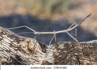 A Phasmatodea (also known as Phasmida or Phasmatoptera) known as stick insects, stick-bugs or walking sticks (in the United States), phasmids, ghost insects and leaf insects; walking on a branch