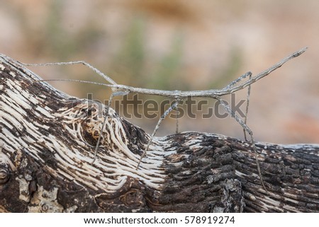 A Phasmatodea (also known as Phasmida or Phasmatoptera) known as stick insects, stick-bugs or walking sticks (in the United States), phasmids, ghost insects and leaf insects; walking on a branch
