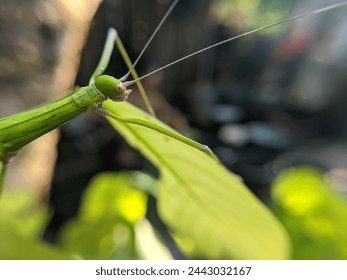 Phasmatodea Insects crawling on green leaves - Powered by Shutterstock