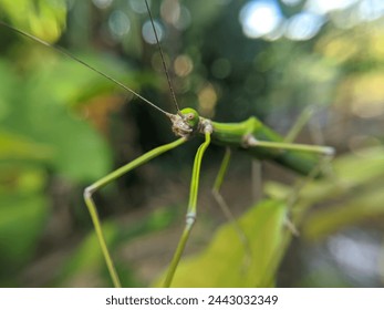 Phasmatodea Insects crawling on green leaves - Powered by Shutterstock