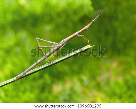 
The Phasmatodea sitting on a branch. Phasmida or Phasmatoptera.  Phylliidae.