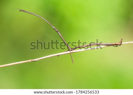 The Phasmatodea sitting on a branch. Phasmida or Phasmatoptera. Phylliidae.