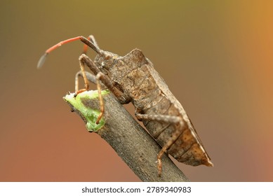 a phasmid insect on a stick and a colored background