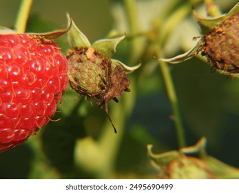 phasmid plug sitting on a raspberry bush
