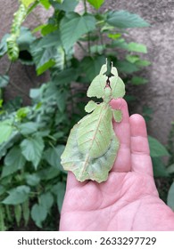 Phasmids phasmidae insect pet entomologist entomology leaf insect