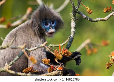 Phayres Leaf Monkeytrachypithecus Phayrei Known Phayres Stock Photo ...