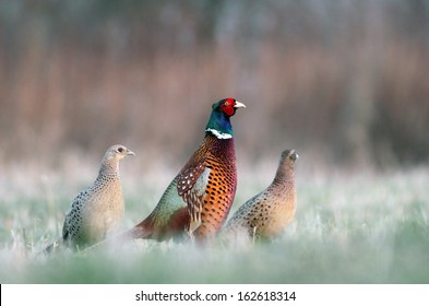 Pheasant