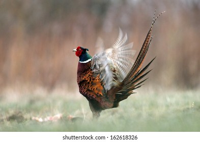 Pheasant