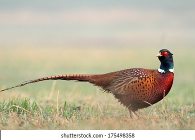 Pheasant