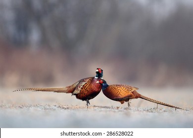 Pheasant