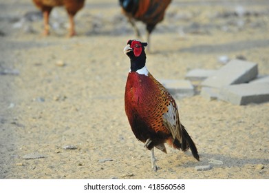 pheasant