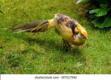 pheasant
