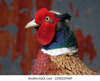 pheasant bird animal wildlife nature endangered colorful