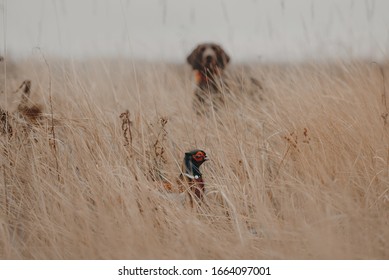 pheasant bird hiding in the grass with a hunting dog visible in the background