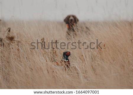 pheasant bird hiding in the grass with a hunting dog visible in the background