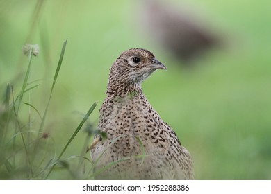 Pheasant Chick With Grassy Background 