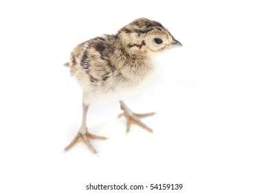 Pheasant Chick Isolated On White