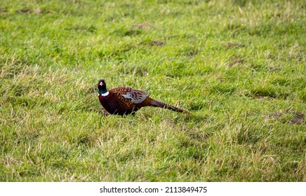 Pheasant Close Up In English Countryside, UK