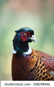 Pheasant Close Up UK Garden Birds