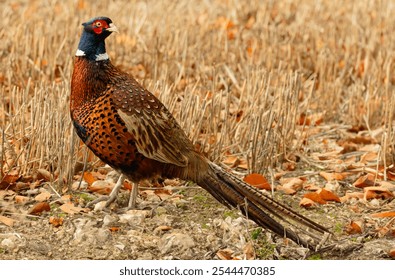 Pheasant,  colourful Ring-Necked male or cock bird in Autumn, stood in cut corn field with golden Autumn leaves, looking backwards.  Scientific name: Phasianus colchicus. Horizontal.  Space for copy