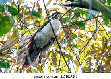 A Pheasant Cuckoo At Jamacá Das Araras, Chapada Dos Guimarães, Mato Grosso State, Brazil