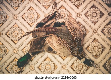 Pheasant And Duck Taxidermy On The Vintage Wallpaper Wall. Vintage Color Grading.