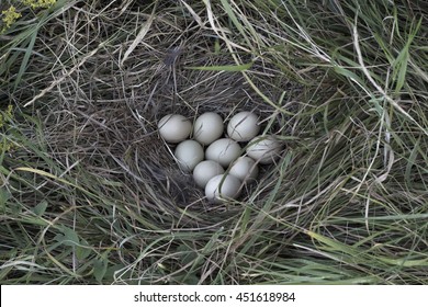 Pheasant Eggs In The Nest