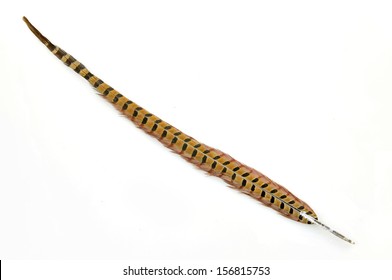 Pheasant Feather