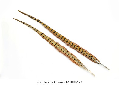 Pheasant Feather