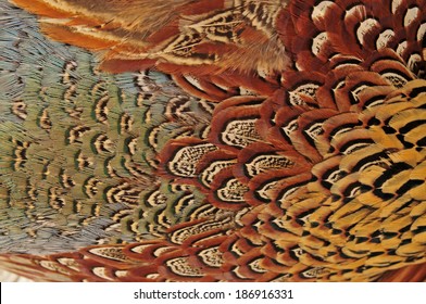 Pheasant Feather 