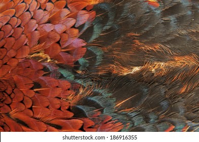 Pheasant feather 